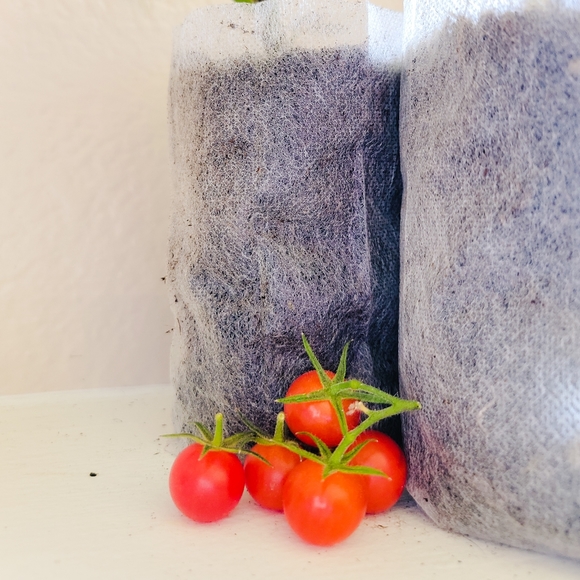 2 Live Plants, Supersweet 100 Cherry Tomato - Picture 3 of 4